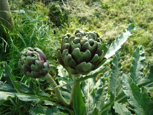 Anghinarea - Cynara scolymus