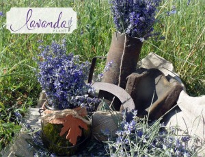 lavanda plant