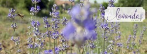 cultura lavanda