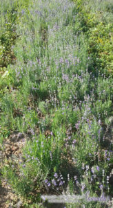 Butasi de lavanda Codreanca