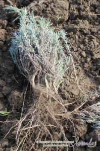 Butasi de lavanda Sevastopolis