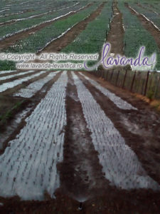 Pepiniera butasi lavanda - by LAVANDA Plant Craiova - 01