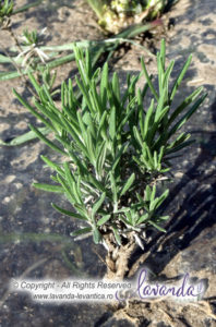 butasi lavanda - by LAVANDA Plant Craiova (1)