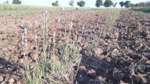 lucrari de intretinere lavanda sevastopolis