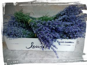 buchete lavanda - by Lavanda Plant Craiova - Fresh lavender bouquets