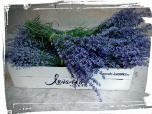 buchete lavanda - by Lavanda Plant Craiova - Fresh lavender bouquets